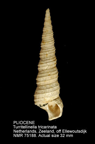 PLIOCENE Turritellinella tricarinata.jpg - PLIOCENE Turritellinella tricarinata (Brocchi,1814)
